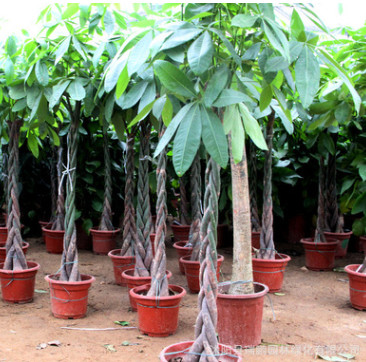 批發室內大盆栽 獨桿發財樹 規格全 辮子發財樹 四季常青 觀葉