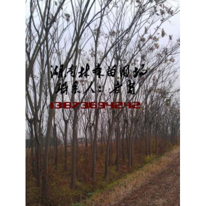 15公分欒樹(shù)價(jià)格,8-18公分欒樹(shù)價(jià)格