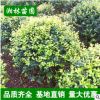 湖南基地直銷批發(fā)出售多種金葉女貞苗 供應(yīng)四季常青金葉女貞球
