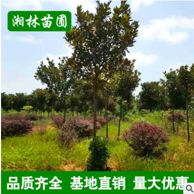 批發(fā)廣玉蘭 精品造型庭院植物廣玉蘭樹 庭院花卉 基地直銷