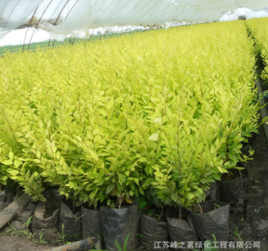 基地批發供應庭院園林金葉榆樹苗花卉 園林綠化金葉榆小苗綠植