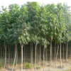 基地工程綠化苗木直銷 無(wú)患子樹(shù)苗 園林庭院綠化