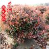 紅葉石楠球30-3.5米 直銷批發(fā)公園學校園林觀賞植物小苗規(guī)格全
