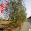 垂柳 直銷批發(fā) 公園 小區(qū) 校園 園林觀賞植物 基地批發(fā) 落葉喬木