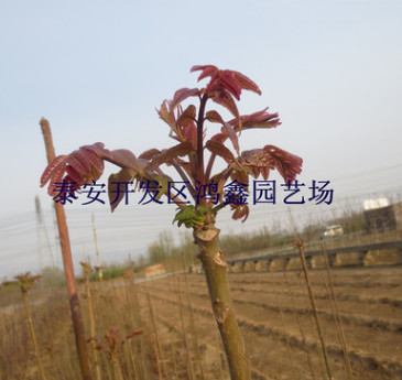基地批發香椿樹苗 當年可食用紅芽香椿