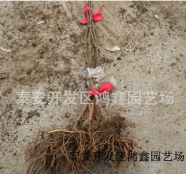 1年生獼猴桃苗多少錢一棵 泰山一號獼猴桃樹苗基地