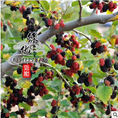 熱銷果樹(shù)苗桑葚苗 桑葚樹(shù)苗 果樹(shù)苗 規(guī)格齊全 質(zhì)優(yōu)價(jià)廉
