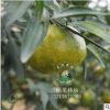 正宗新會柑大紅柑茶枝柑苗柑橘水果嫁接柑苗木柑樹苗桔子苗果樹苗