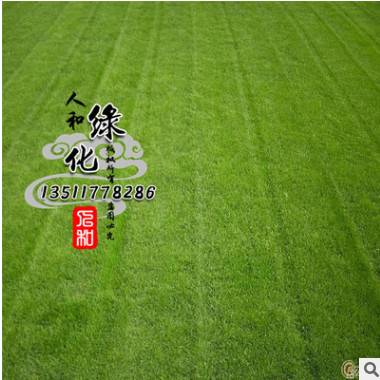 基地直銷地毯草種子 發芽率高 耐踐踏 地毯草種子批發 量大從優