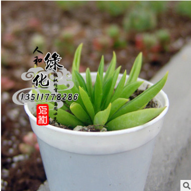 經銷批發 辦公室綠植盆景植物 空氣鳳梨 柳葉椒草花卉小盆栽