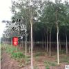 基地直銷 楸樹 喜光耐寒 楸樹樹苗批發 工程綠化苗木 量大優惠