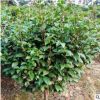 批發茶梅 精品庭院色塊苗20至30公分市政園林綠化苗木 基地直銷