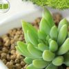 熱銷推薦 玉珠蓮多肉植物 大5-7cm辦公室內盆栽 產地批發