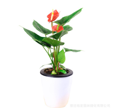 基地直銷發(fā)室內(nèi)觀花植物 紅掌 花卉綠植盆栽紅掌