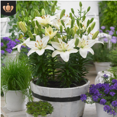 批發百合種球 帶芽發貨香水百合球 室內盆栽百合花苗