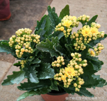 長壽花盆栽 重瓣長壽花盆栽苗 防輻射室內桌面長壽花苗