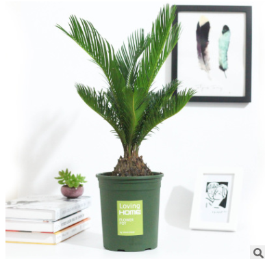 大量批發鐵樹苗 室內長青小蘇鐵盆景 鐵樹小苗