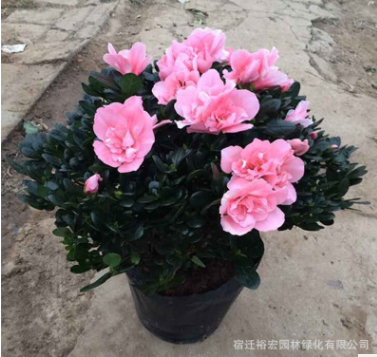 杜鵑花苗 室內杜鵑花盆栽花卉 盆栽杜鵑花 盆景