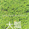常年供應(yīng)優(yōu)質(zhì)水生植物千屈菜 千屈草 價(jià)格低廉