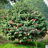 公園小區綠化觀賞植物 茶花樹 優質灌木現貨出售