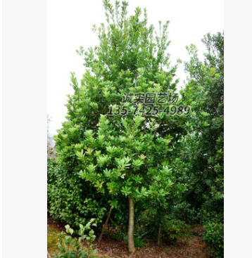 直供精品楊梅樹 規(guī)格齊全 高5米2.5米冠胸徑10公分