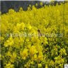油菜花種子批發(fā)觀賞高產(chǎn)油菜籽種子 榨油油菜種子北方南方油菜花