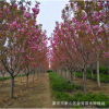 3公分櫻花樹苗大量出售 基地直銷 熱銷成活率高的櫻花樹苗