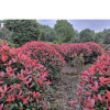 紅葉石楠球 ，產(chǎn)地批發(fā)
