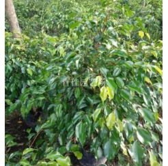 福建漳州垂葉榕