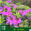 苗場大量供應 杜鵑 小苗冠15-30cm 根系好工程綠化色塊苗批發