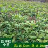 直供四季桂小苗 高15-30cm 冠15-20cm四季桂苗批發
