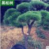 飽滿綠化樹苗 黑松樹 園林綠化工程樹苗 景觀樹批發