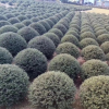 工程綠化龜甲冬青球型 色塊毛球規格齊全