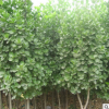基地直銷衛矛小苗 四季常青綠籬綠化苗 優質衛矛苗