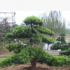 瀏陽綠之韻苗圃供應造型羅漢松精品園林苗木