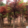 湖南基地供應優質美國紅楓 濕地綠化用日本紅楓 規格齊全