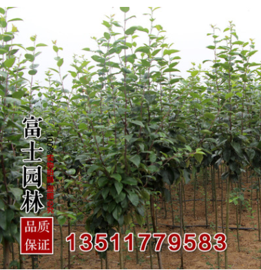 基地西府海棠 海棠苗 扦插苗 西府海棠 優(yōu)質(zhì)綠化苗木 直徑4厘米