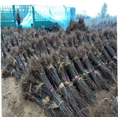 新品種果樹 山楂樹苗批發(fā) 山楂樹苗批發(fā) 果大