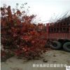 現貨供應8公分美國紅楓樹苗價格 10公分紅楓樹產地 圖片