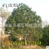 白皮松 山東白皮松價格 泰安白皮松樹苗產地