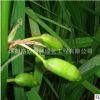 供應(yīng)蘭花鳶尾種子批發(fā) 庭院別墅公園綠化 量大從優(yōu) 蘭花鳶尾種子