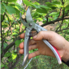 朱鐵匠SK-5園林果樹修枝剪刀 Z-430鳥嘴型半包塑摘果剪園藝剪刀