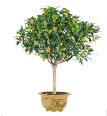 嫁接桂花樹苗 金桂綠化苗 盆栽四季桂花庭院陽臺濃香型花卉植物