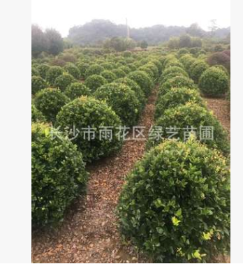 苗圃大量供應80公分--1米2精品金森汝貞球