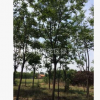 苗圃直銷欒樹 黃山欒樹 造型優美