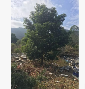 供應(yīng)天竺桂，陰香，綠化苗木