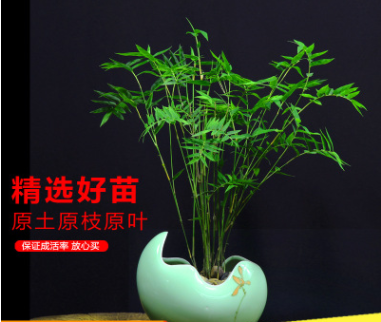 米竹苗盆栽鳳尾竹觀音竹觀賞竹子庭院客廳陽臺小型竹子鳳尾竹盆景