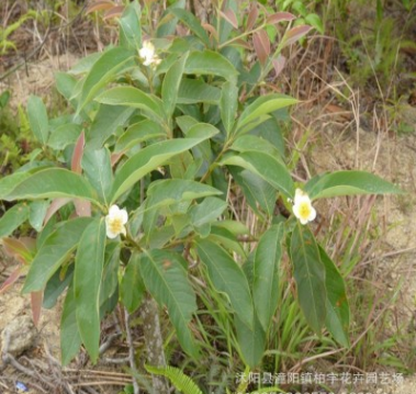 木荷種子 新采 林木樹種子 荷樹 荷木 綠化苗木行道 高芽率 易種