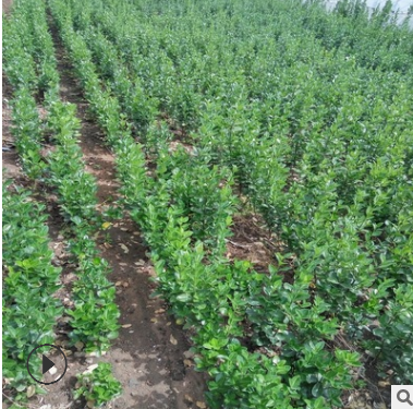 雙薪苗木長期批發綠化苗了 邊道公園小區綠化用北海道黃楊樹苗