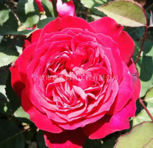 浙江寧波奧斯汀藤本-紅色龍沙寶石